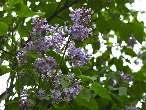 Hermosas Flores Lila Primavera Con Flores Púrpuras Cepillos Bush —  Fotos de Stock