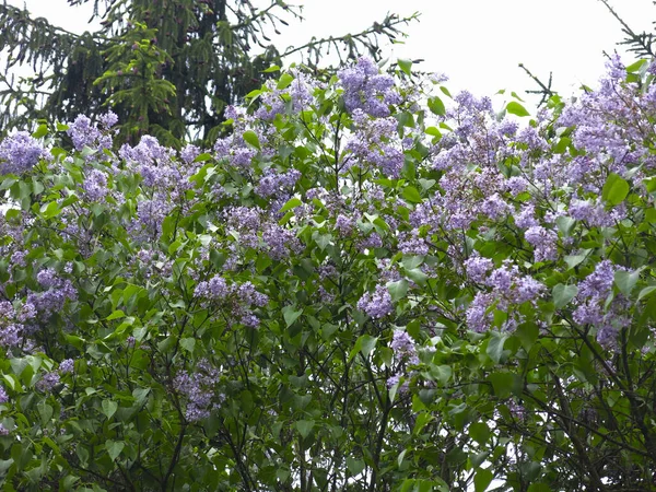 Hermosas Flores Lila Primavera Con Flores Púrpuras Cepillos Bush —  Fotos de Stock