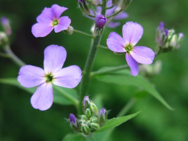 İlkbaharda küçük, mor çiçekler