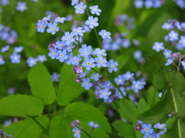 Bunga Biru Indah Dari Forget Nots Mekar Musim Semi — Stok Foto