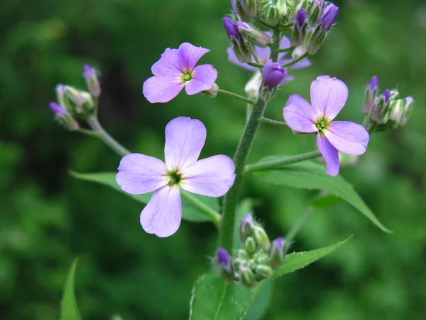 Фиолетовые Дикие Цветы Весной — стоковое фото