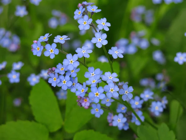 Bunga Biru Indah Dari Forget Nots Mekar Musim Semi — Stok Foto