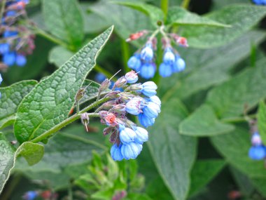 Şifalı bitkiler (Smphytum) mavi çiçeklerle açarlar.