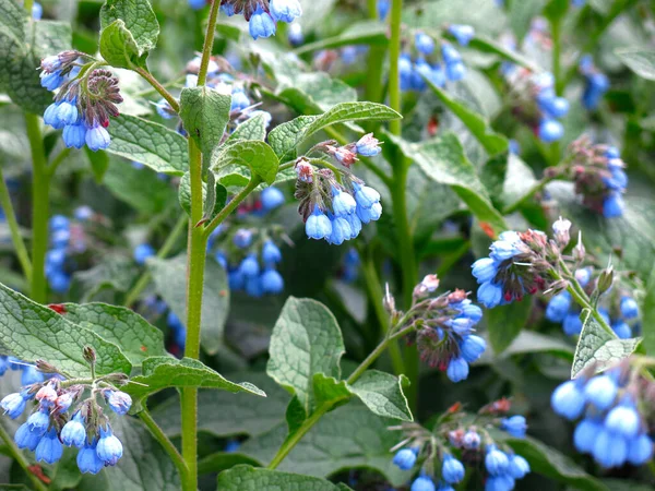 Комфри Лекарственное Растение Smphytum Цветет Голубыми Цветами — стоковое фото