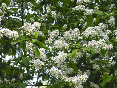 Kuş kiraz çiçekleri baharda yemyeşil beyaz bir renkle açar