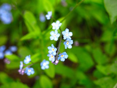 Unutma-beni-değil baharda küçük mavi çiçeklerle açar
