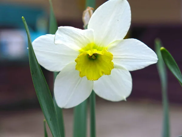 Fleur Narcisse Fleurit Luxueusement Printemps — Photo