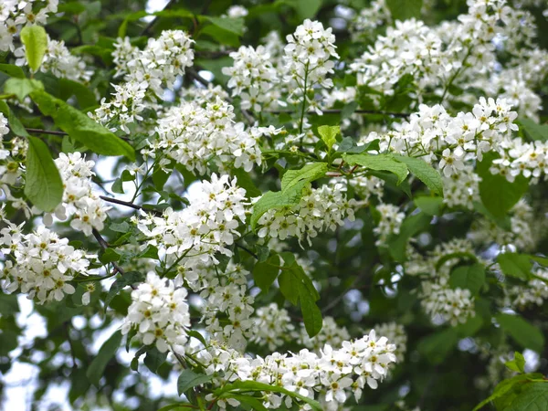 Flor Cerezo Pájaro Primavera Con Exuberante Color Blanco —  Fotos de Stock