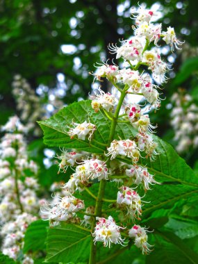 Kestane çiçekleri beyaz çiçekli mumlar gibi açar.