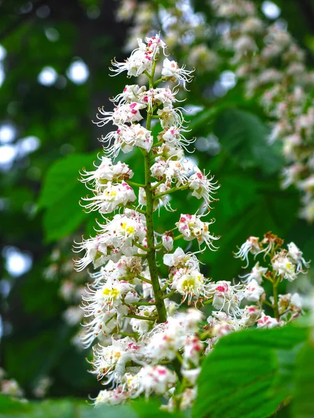 Flores Castanha Florescem Como Velas Com Flores Brancas — Fotografia de Stock