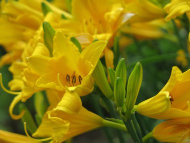 Sarı zambak yazın bahçede açar