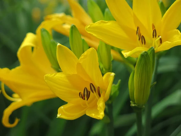 夏には黄色いユリが庭に咲きます — ストック写真