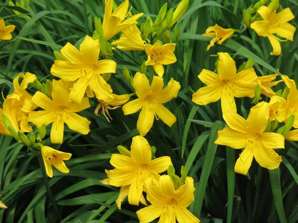 夏には黄色いユリが庭に咲きます — ストック写真