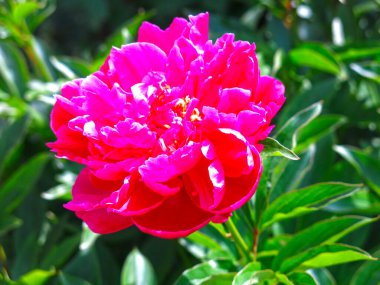 Parlak, güzel, kırmızı şakayıklar çalıların üzerinde çiçek açıyor.