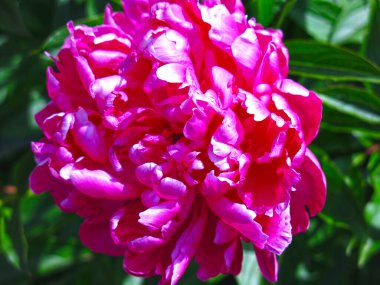 Parlak, güzel, kırmızı şakayıklar çalıların üzerinde çiçek açıyor.