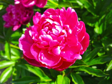 Parlak, güzel, kırmızı şakayıklar çalıların üzerinde çiçek açıyor.