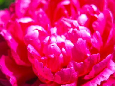 Parlak, güzel, kırmızı şakayıklar çalıların üzerinde çiçek açıyor.