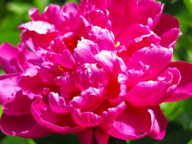 Parlak, güzel, kırmızı şakayıklar çalıların üzerinde çiçek açıyor.