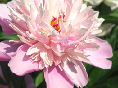 Çiçekli pembe şakayıklar yazın bahçede açar.