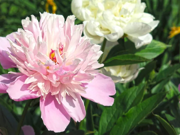 Exuberante Rosa Peônias Florescer Jardim Verão — Fotografia de Stock