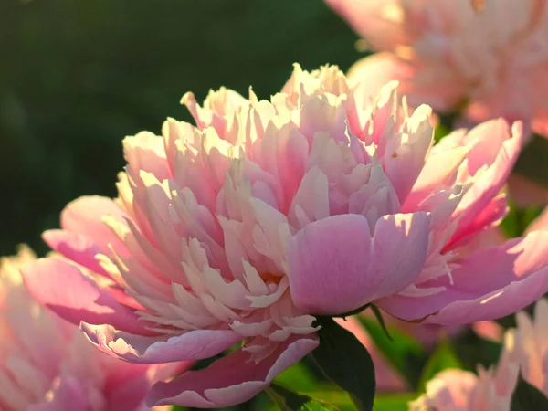 Exuberante Rosa Peônias Florescer Jardim Verão — Fotografia de Stock