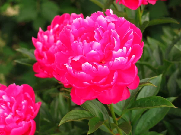 Pivoines Luxuriantes Rouges Fleurissent Élégamment Dans Jardin Été — Photo