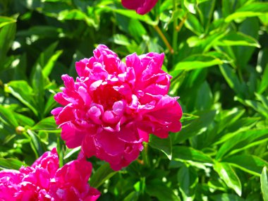 Kırmızı yemyeşil şakayıklar yazın bahçede açar.