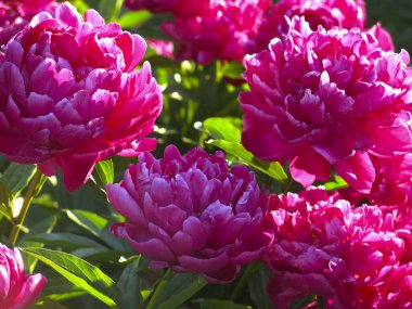 Kırmızı yemyeşil şakayıklar yazın bahçede açar.