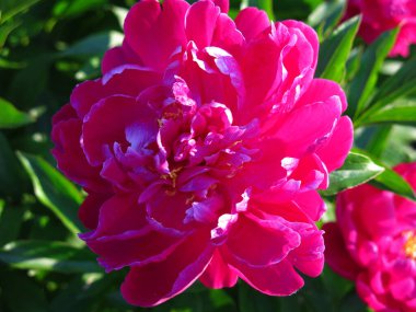 Kırmızı yemyeşil şakayıklar yazın bahçede açar.