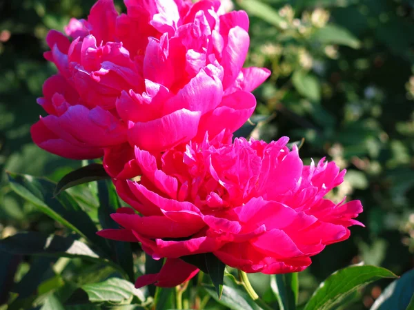 Pivoines Luxuriantes Rouges Fleurissent Dans Jardin Été — Photo