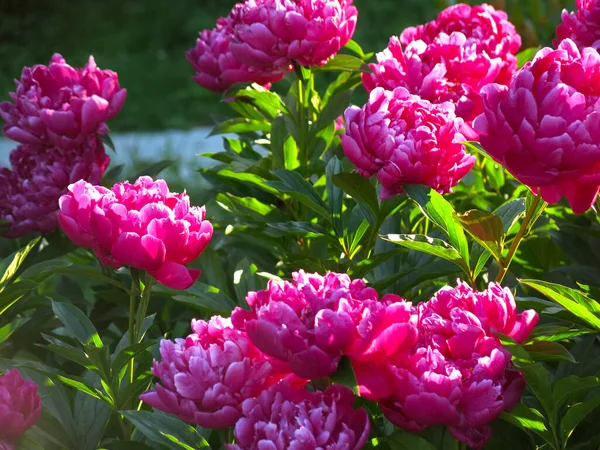 Pivoines Luxuriantes Rouges Fleurissent Dans Jardin Été — Photo