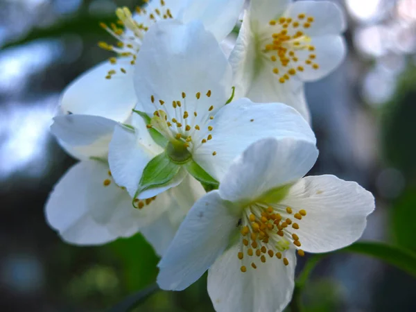 Jazmín Blanco Jardín Florece Verano —  Fotos de Stock