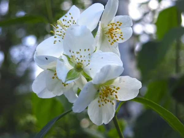 Biały Jaśmin Ogrodzie Kwitnie Latem — Zdjęcie stockowe