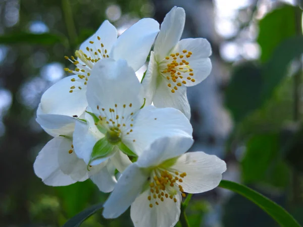 Jazmín Blanco Jardín Florece Verano —  Fotos de Stock