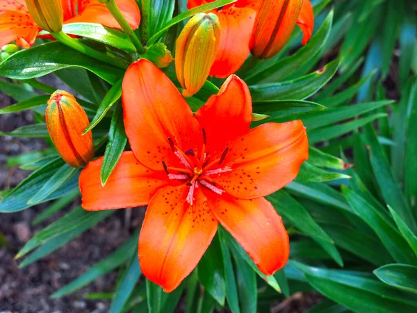 Jasne Soczyste Pomarańczowo Czerwone Lilie Kwitną Ogrodzie Łożu Kwiatowym — Zdjęcie stockowe