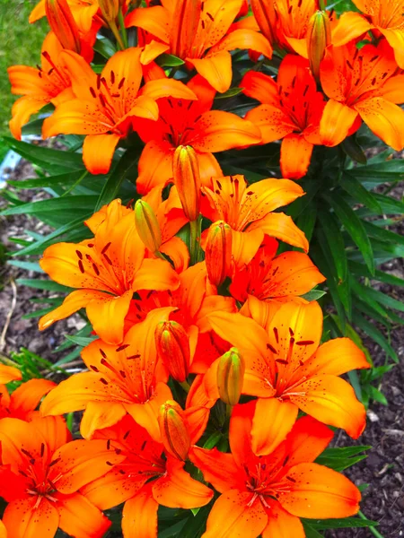 Oranje Lelie Bloeit Prachtig Een Bloembed Tuin — Stockfoto