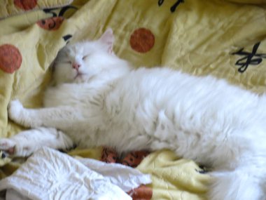 Beyaz tüylü bir kedi renkli bir battaniyenin üzerinde uzanıyor ve dinleniyor.