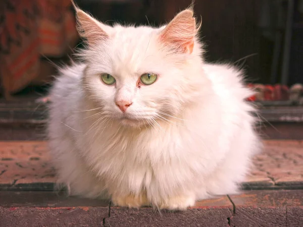 Eine Weiße Pelzige Katze Sitzt Auf Der Holzveranda Eines Ländlichen — Stockfoto