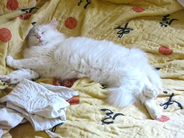 Chat Pelucheux Blanc Est Couché Sur Une Couverture Colorée Reposant — Photo