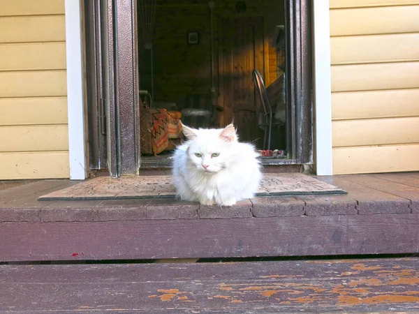 Kırsal Bir Evin Ahşap Verandasında Beyaz Tüylü Bir Kedi Oturuyor — Stok fotoğraf