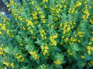 Verbena Lysimachia yazın sarı çiçeklerle açar.