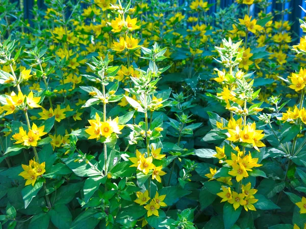 Verbena Lysimachia Virágzik Nyáron Sárga Virággal — Stock Fotó