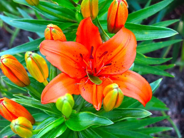 Laranja Lily Floresce Lindamente Canteiro Flores Jardim — Fotografia de Stock