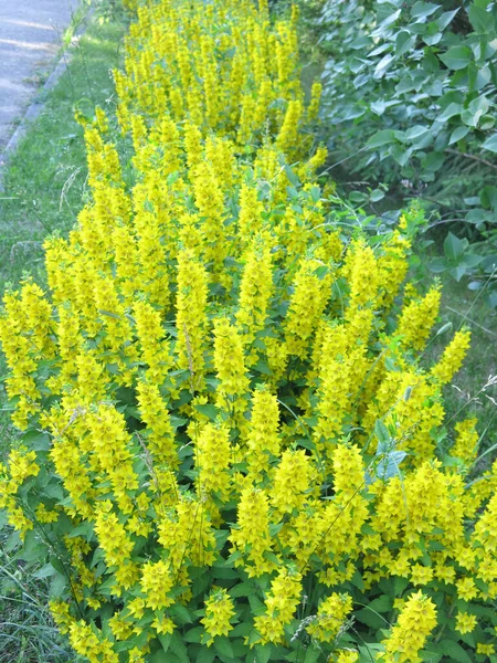 Verbena Lysimachia Floresce Verão Com Flor Amarela — Fotografia de Stock