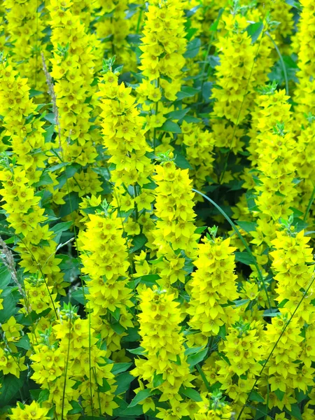 Verbena Lysimachia Floresce Verão Com Flor Amarela — Fotografia de Stock