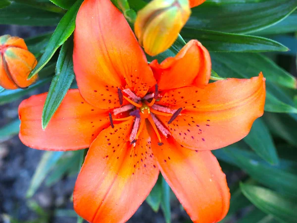 Oranje Lelie Bloeit Prachtig Een Bloembed Tuin — Stockfoto