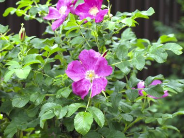 Pembe çiçek çalılıklarda yabani güller açıyor