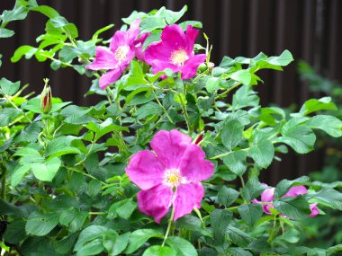 Pembe çiçek çalılıklarda yabani güller açıyor