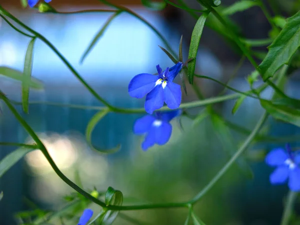 Lobelia Blommar Med Små Blå Blommor Hängande Kruka — Stockfoto