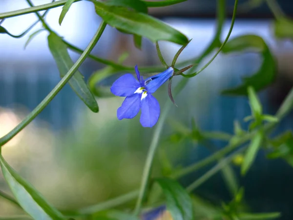 Lobelia Bloeit Met Kleine Blauwe Bloemen Een Hangende Pot — Stockfoto